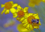 Bees carry more exposed pollen than flies and on body regions well placed for floral contact