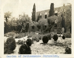 Jerusalem; 1926; Garden of Gethsemane; Photograph by Harry W. Rockwell
