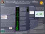 Manipulating Gap Junction Assembly and Communication in CHO Cells by Andrea Vines