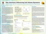 Gap Junctions Influencing Cell Volume Dynamics